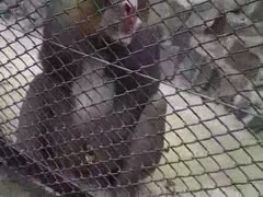 Awesome dilettante episode footage captured at the zoo of a petite monkey playing with his wang